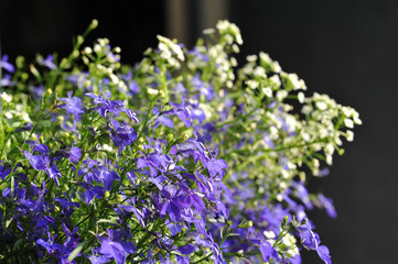 Close-up flowers of lobelia
