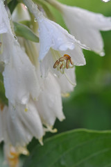 inflorescence in the morning dew closeup
