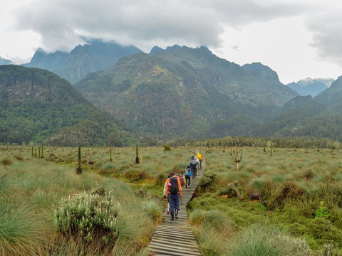 Hikers in the lower bigo bog, Rwenzori Mountains, Uganda