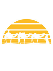 sonne h&auml;ndler reise karawane 3 freunde team crew handel herde reihe kamel silhouette umriss schwarz dromedar h&ouml;cker w&uuml;ste zoo