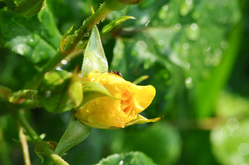little ant in a yellow rose flower close-up