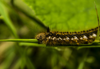 Scary hairy caterpillar devours the plant and looking at the camera