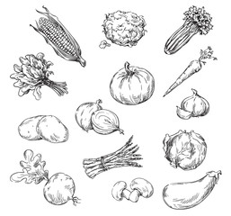 Vector drawing of various vegetables - obrazy, fototapety, plakaty