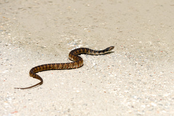 Broad-banded water snake crossing a sandy path after rain