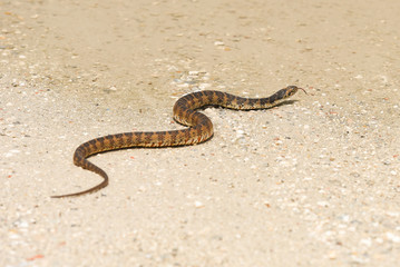 Broad-banded water snake crossing a sandy path after rain