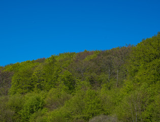 Trees in a forest on a hill