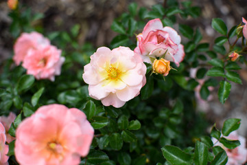 Fototapeta na wymiar Dwarf roses. Beautiful pink miniature rose or fairy rose