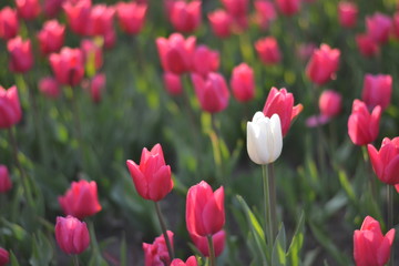 white tulip among red tulips.  green background
