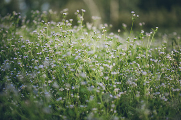 White flowers on a green background. Naturally beautiful.