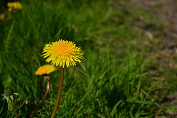 A yellow dandelion in a green field