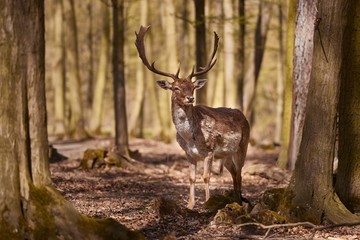 Deer in the woods