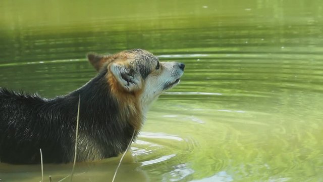 A dog of the English breed Welsh Corgi Pembroke is happy to bathe in his lake.