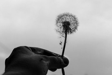 dandelion in hand, black and white photo