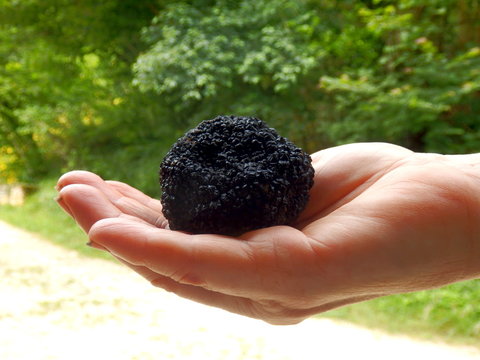 A large Perigord truffle, known as the black diamond, being held in a hand to give an indication of size