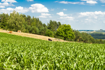 widok na górę Cisową, pole kukurydzy z pastwiskiem i górami w tle
