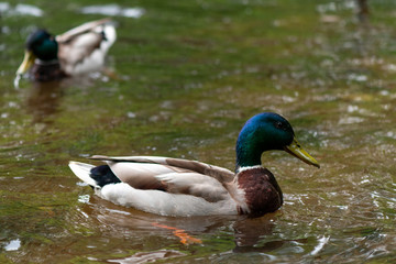 Drake swimming in the pond