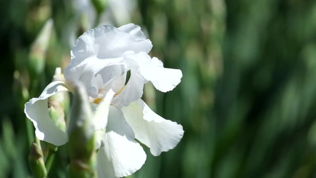 White Iris Flower ruffled by the wind. Intermediate Bearded Iris (Iris Arctic Wind)