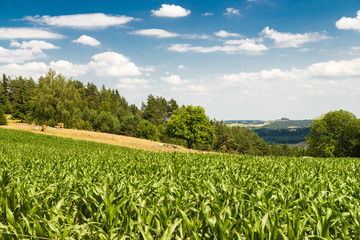 widok na górę Cisową, pole kukurydzy z pastwiskiem i górami w tle
