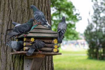 Many doves are feeding in the wooden birdhouse in the park