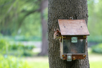 Wild squirrel in the birdhouse in the park
