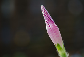 Close up of bindweed flower with closed blossom