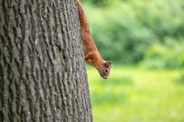 Fototapeta premium Curious red squirrel is sitting on the tree in summertime