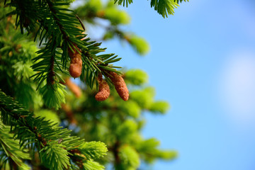 sprigs of spruce 1