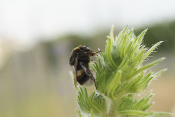 Bumblebee on field flower macro