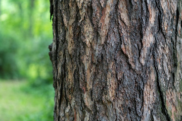 Bark of tree texture with green forest on background, space for text