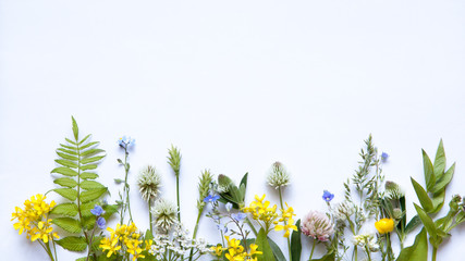 wildflowers on white background © Tatiana Nurieva