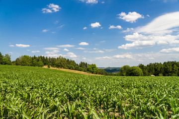Fototapeta widok na górę Cisową, pole kukurydzy z pastwiskiem i górami w tle obraz