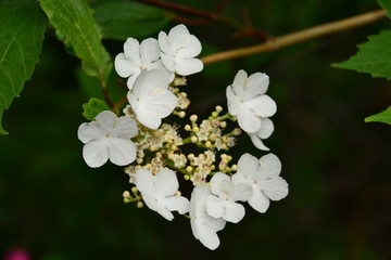 Tree Blossoms