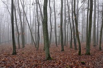 Obraz premium forest in fog 