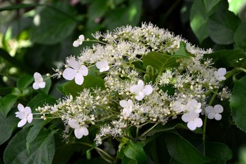 Flowers climbing hydrangea in the garden close-up.