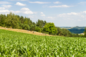 Fototapeta na wymiar Pole kukurydzy z pastwiskiem i górą Cisową w tle