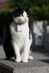 Cat with GPS Tracker