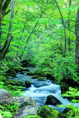 Obraz premium 新緑の奥入瀬渓流