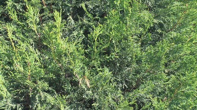 Green floral background, arborvitae branches with fresh needles.