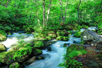 レンゲツツジ咲く新緑の奥入瀬渓流