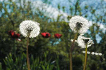 Obraz na płótnie Canvas fluffy dandelion in a field close