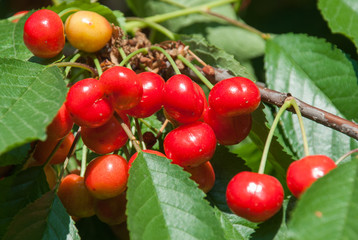 Cherries hanging on a cherry tree branch.