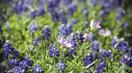 Closeup of pink Evening Primrose wildflower among Bluebonnets