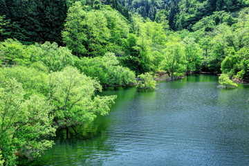 新緑の虹の湖