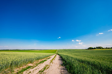 Fototapeta na wymiar Green field,blue sky and sun.