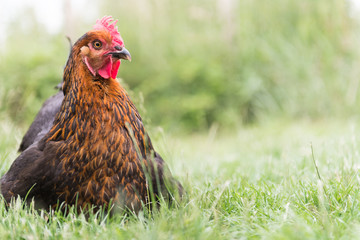 Une poule dans un jardin