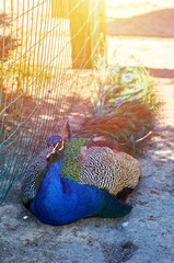 Multicolor peacock in the zoo park, beautiful bright rare bird.