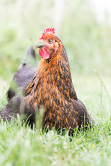 Une poule dans un jardin
