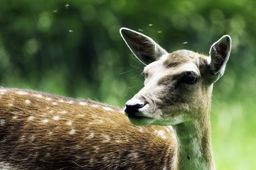 Wild female deer in London, United Kingdom
