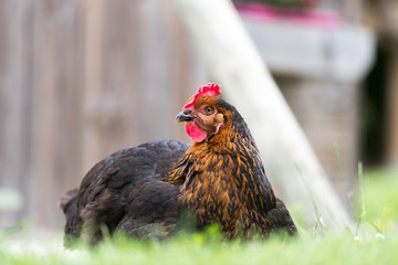 Une poule dans un jardin