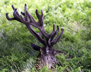 Wild male deer hiding in bush - London, United Kingdom